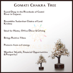 Gomati Chakra With Rudraksham Tree