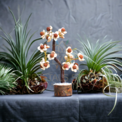 Gomati Chakra With Rudraksham Tree